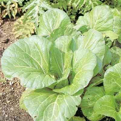 Pak Choi