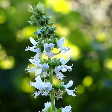 læbeblomstrende