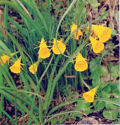 dansende blomsterskørter