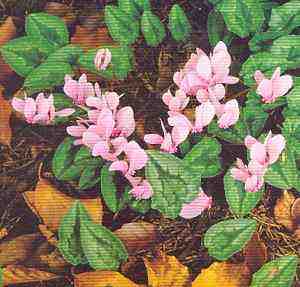 Alpeviol lkn039